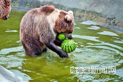 娱乐吃瓜酱动物,揭秘动物界的趣味八卦