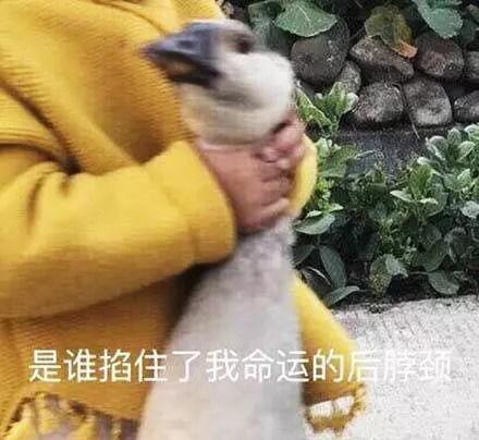 娱乐吃瓜酱吃苦,揭秘娱乐圈苦中带甜的幕后故事