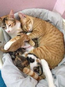 娱乐吃瓜酱猫妈妈,揭秘娱乐圈背后的温馨故事