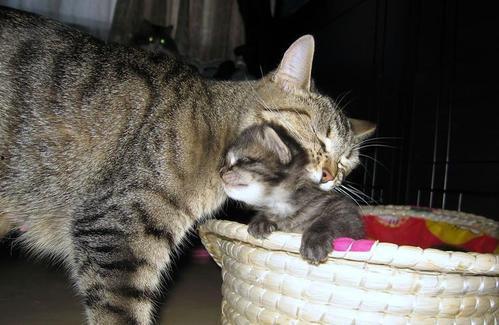 娱乐吃瓜酱猫妈妈,揭秘娱乐圈背后的温馨故事