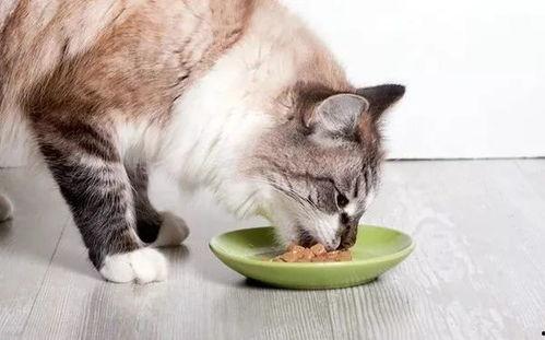 娱乐吃瓜酱猫拦截,揭秘娱乐圈幕后故事