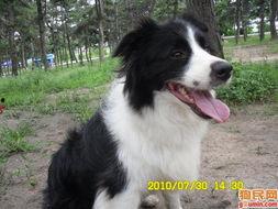 娱乐吃瓜酱牧羊犬,揭秘牧羊犬背后的故事