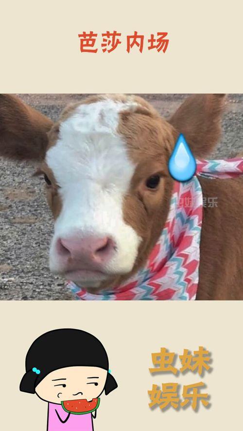 娱乐718抖音吃瓜,娱乐718带你领略网红圈最新热点