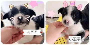 娱乐吃瓜酱宠物收养,宠物收养背后的娱乐吃瓜故事