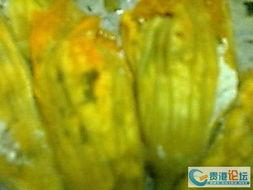 一枝花娱乐吃瓜